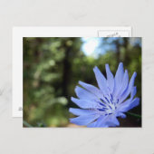 一般的なチコリーはがき ポストカード (正面/裏面)