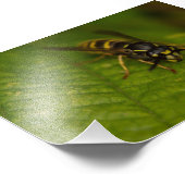 一般的なハチ フォトプリント            (角)