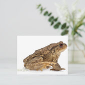 一般的なヒキガエルまたはヨーロッパヒキガエル(Bufo bufo)魚釣り ポストカード (スタンド正面)