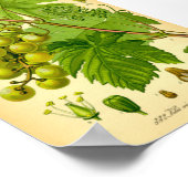 一般的なブドウつる植物(ヴィチスヴィニフェラ) ポスター (角)