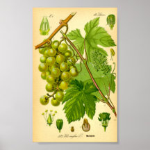 一般的なブドウつる植物（ヴィチスヴィニフェラ）