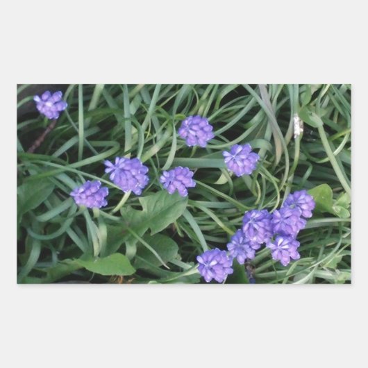 一般的なブドウのヒヤシンス、青い紫の花、フローラ 長方形シール (正面)