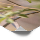 一般的なブラックバード自然写真 ポスター (角)