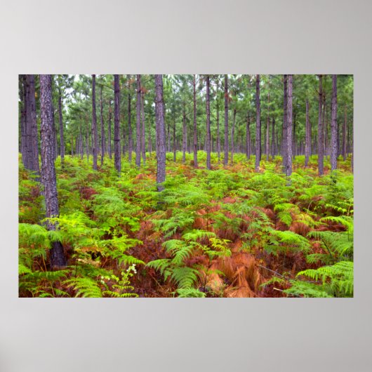 一般的なブレスケン(Pteridium Aquilinum)成長 ポスター (正面)