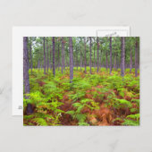 一般的なブレスケン(Pteridium Aquilinum)成長 ポストカード (正面/裏面)