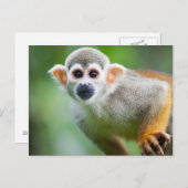 一般的なリスのサルのクローズアップ ポストカード (正面/裏面)