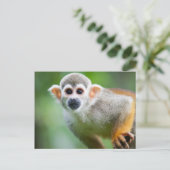 一般的なリスのサルのクローズアップ ポストカード (スタンド正面)