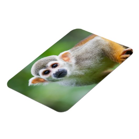 一般的なリスのサルのクローズアップ マグネット (左側)