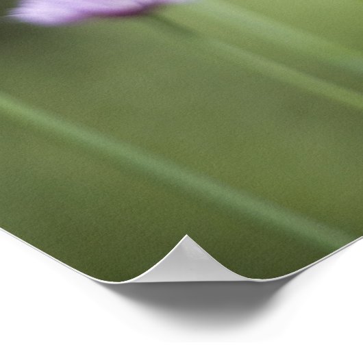 一般的な園芸植物の紫色の花が成長 ポスター (角)