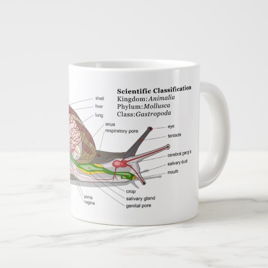 一般的な庭園用のカタツムリ(らせんアスパサ)の図 ジャンボコーヒーマグカップ (正面右)