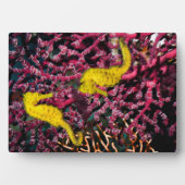 一般的な海馬 | Hippocampus Taeniopterus フォトプラーク (正面)