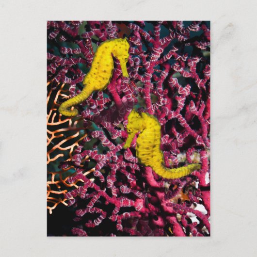 一般的な海馬 | Hippocampus Taeniopterus ポストカード (正面)