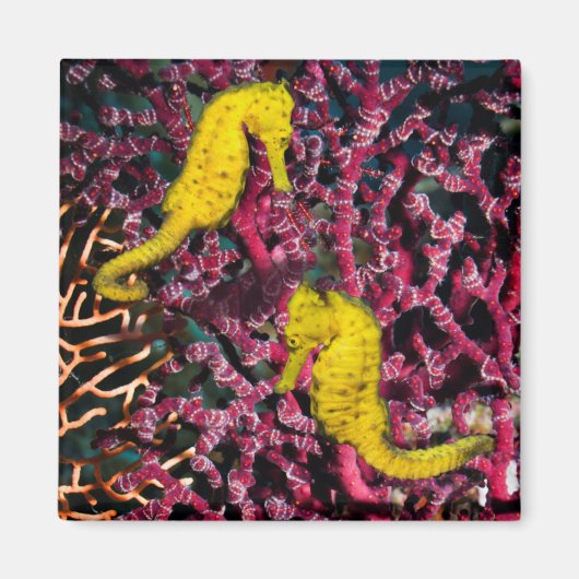 一般的な海馬 | Hippocampus Taeniopterus マグネット (正面)