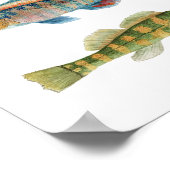 一般的な淡水ダーター ポスター (角)