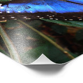 一般的な青いモルフォ蝶 フォトプリント            (角)