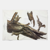 一般的または南リス飛んでいるル、またはアサパン キッチンタオル (横)