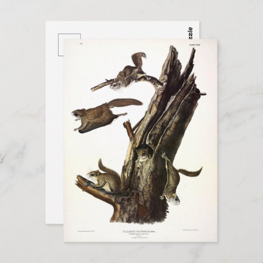 一般的または南リス飛んでいるル、またはアサパン ポストカード (正面/裏面)