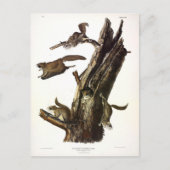 一般的または南リス飛んでいるル、またはアサパン ポストカード (正面)