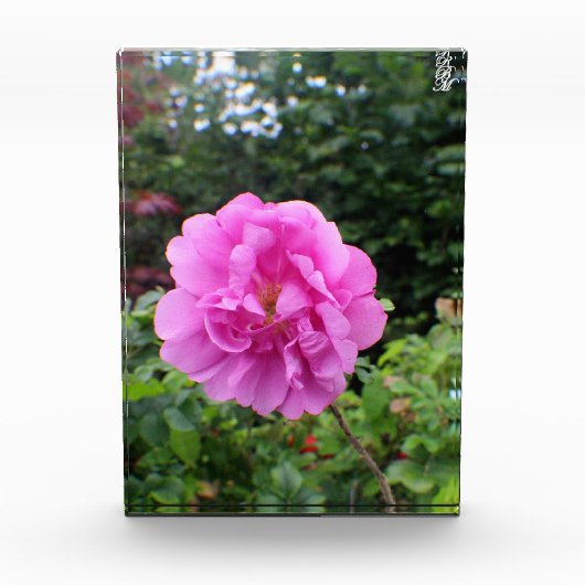一輪のピンクの花 フォトブロック (正面)