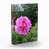 一輪のピンクの花 フォトブロック (左)