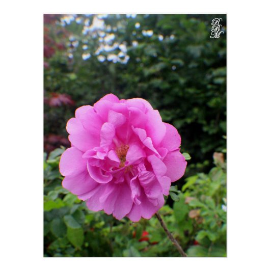 一輪のピンクの花 ポスター (正面)