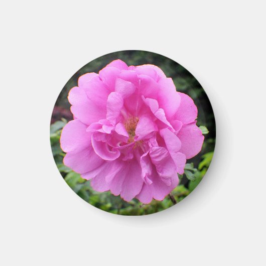 一輪のピンクの花 マグネット (正面)