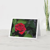 一輪の赤いバラと緑の葉 カード (正面)