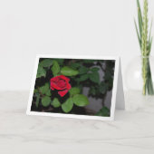 一輪の赤いバラと緑の葉 カード (正面)