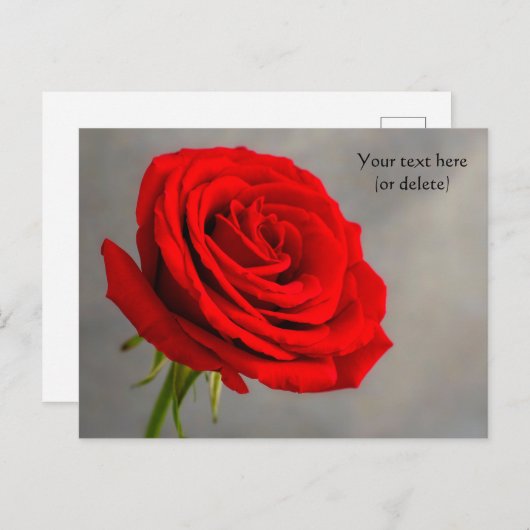 一輪の赤いバラのポストカード ポストカード (正面/裏面)