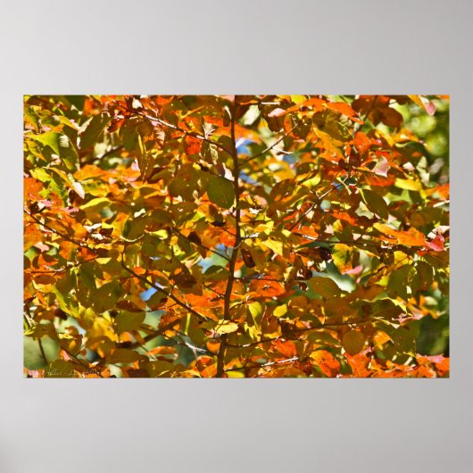一連の金ゴールドとオレンジの紅葉 ポスター (正面)