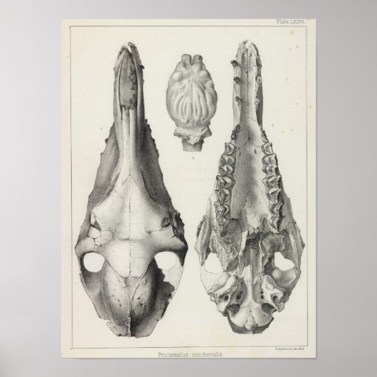 七十六線虫 ポスター (正面)