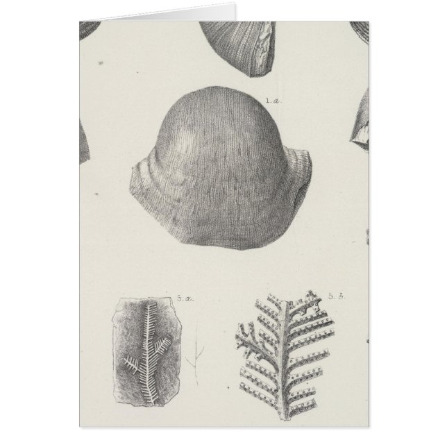 七石炭紀 (正面)