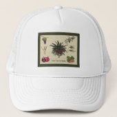 七種 キャップ (正面)