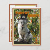 七面鳥か？巡礼猫 ポストカード (正面/裏面)