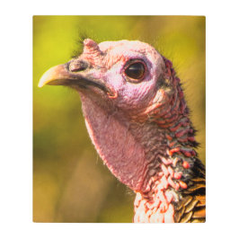 七面鳥が近く…メタルウォールアート20 x 24 メタルプリント