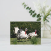 七面鳥のカップル ポストカード (スタンド正面)