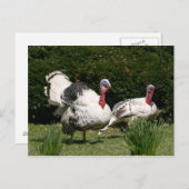 七面鳥のカップル ポストカード (正面/裏面)