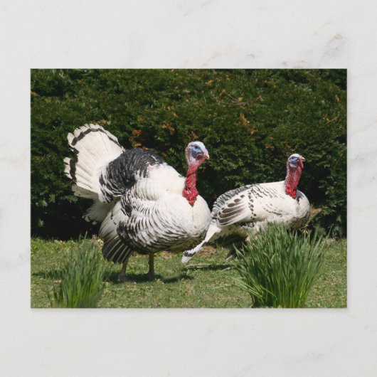 七面鳥のカップル ポストカード (正面)