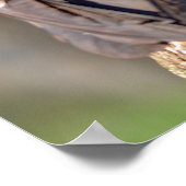 七面鳥の禿頭が幹に突き出ている ポスター (角)