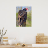 七面鳥の禿頭が幹に突き出ている ポスター (キッチン)