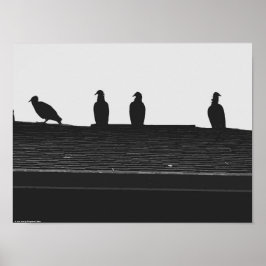 七面鳥の禿鷲 ポスター