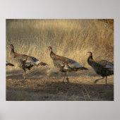 七面鳥の行進と夕暮れ ポスター (正面)