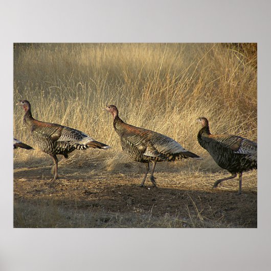七面鳥の行進と夕暮れ ポスター (正面)