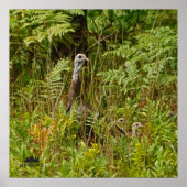 七面鳥の雛 ポスター (正面)