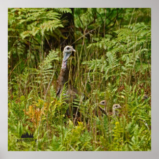 七面鳥の雛 ポスター