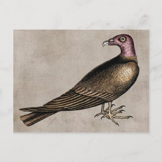 七面鳥はがき ポストカード (正面)