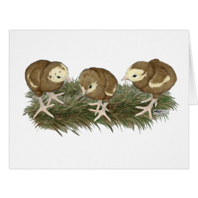 七面鳥チョコレートパップ (正面横)