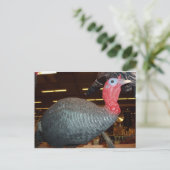 七面鳥デコイ ポストカード (スタンド正面)