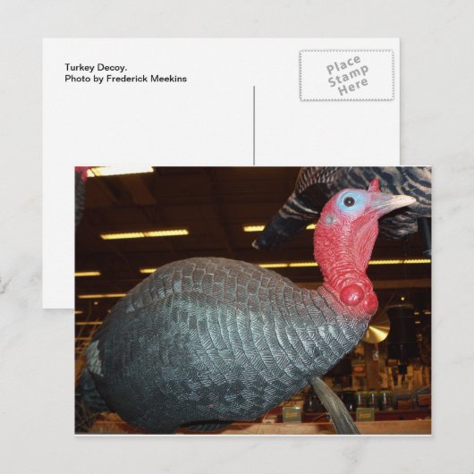 七面鳥デコイ ポストカード (正面/裏面)