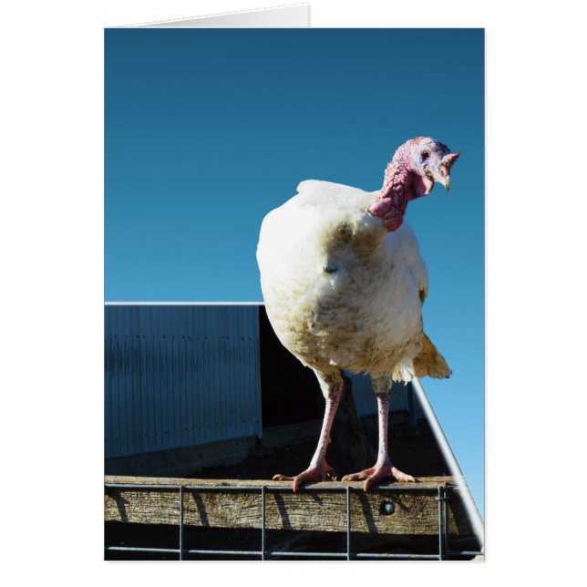 七面鳥ポップアウト・アート (正面)